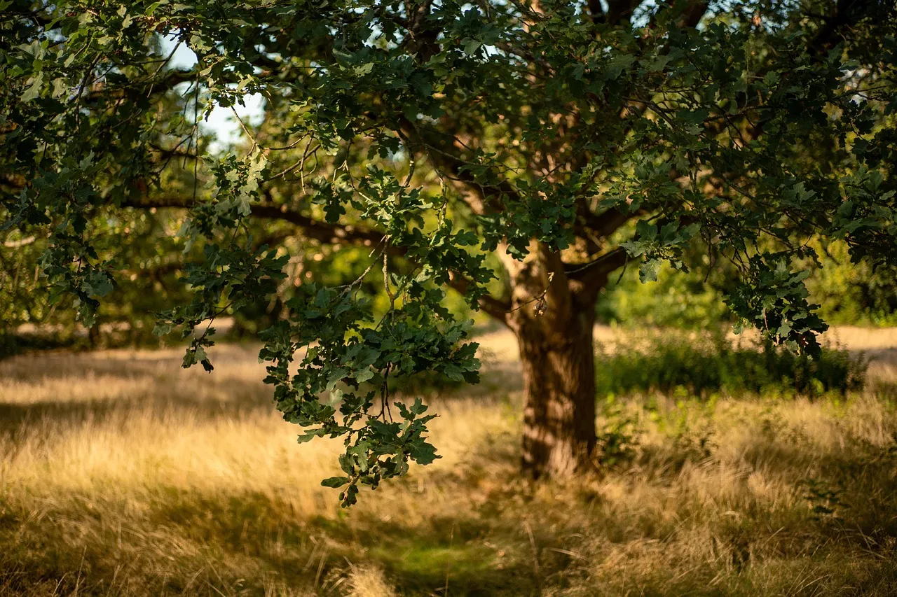 Mature oak canopy on a San Antonio property with room for a crew to work safely