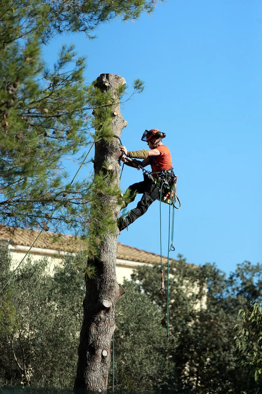 Palm fronds trimmed and cleaned from a tall palm