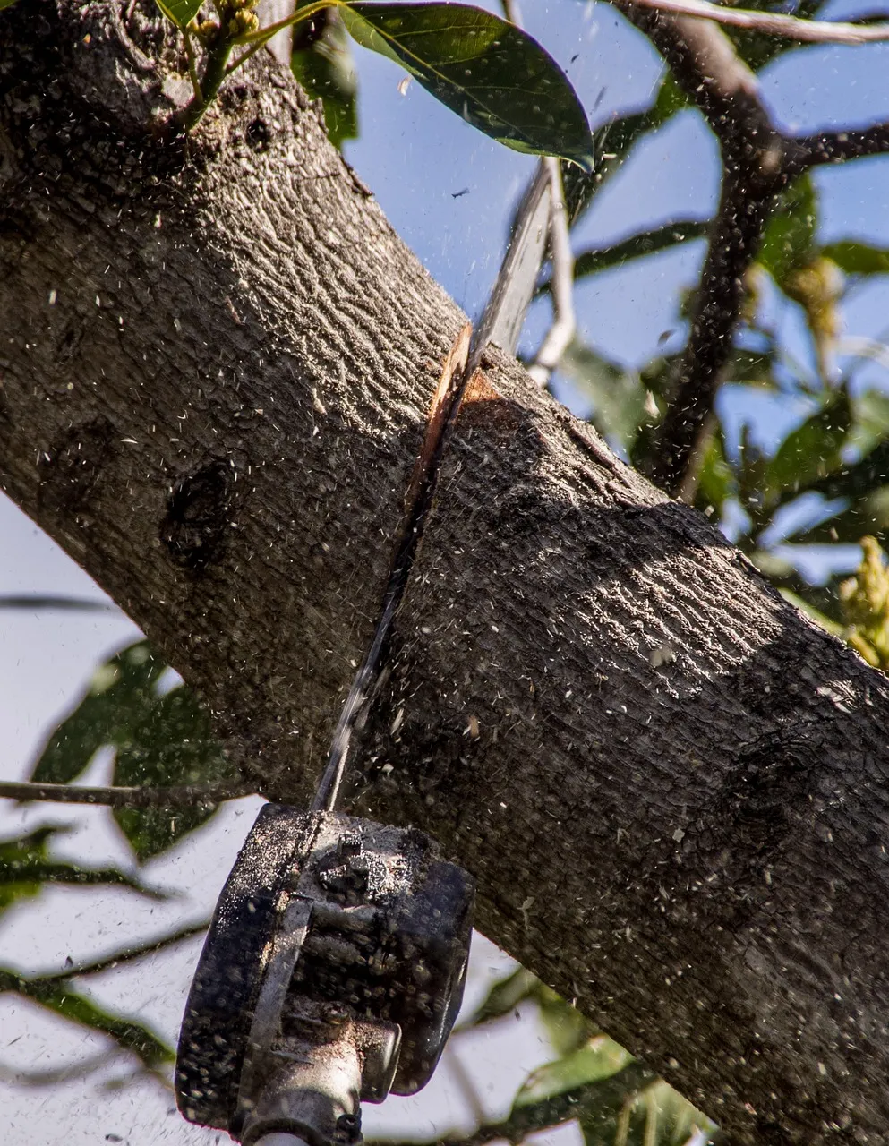 Chainsaw ready for high limb work near a roofline