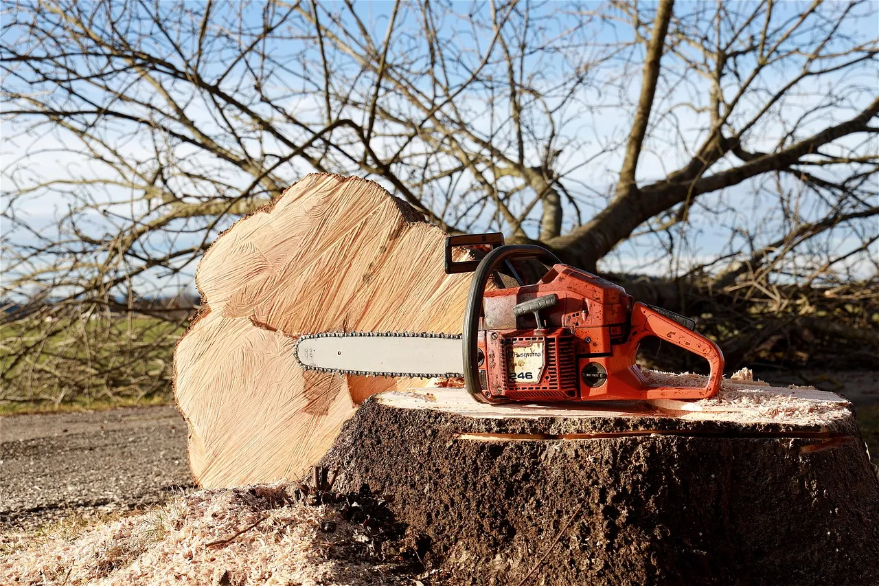 Arborist using a chainsaw to prune limbs from a tree